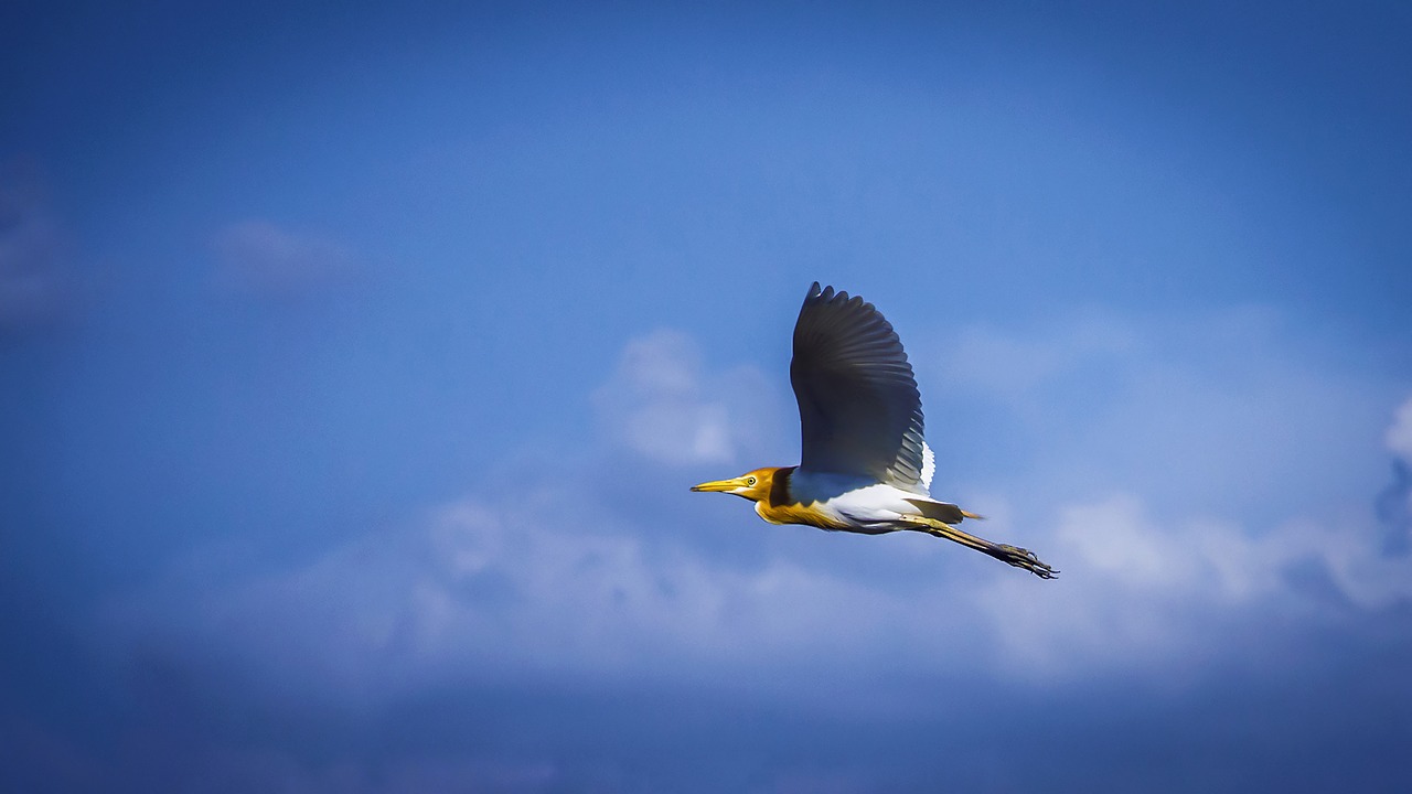 bird  blue sky  outdoors free photo