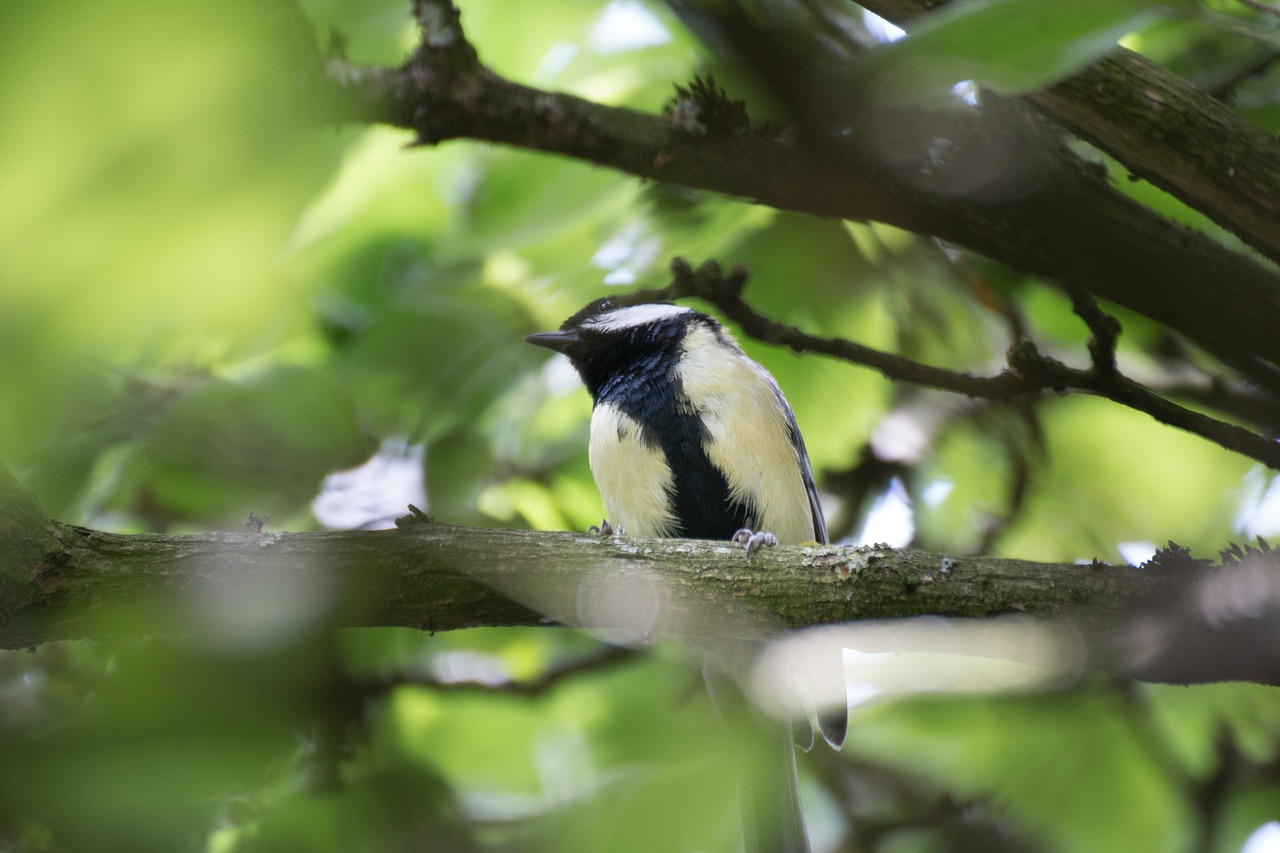 bird  tree  feather free photo