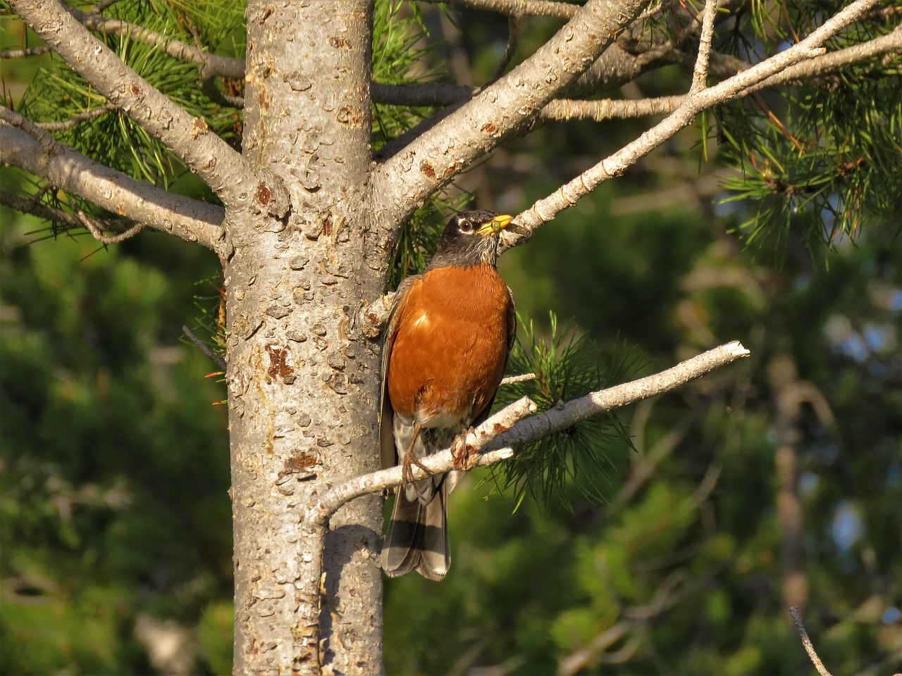 bird  robin  tree free photo