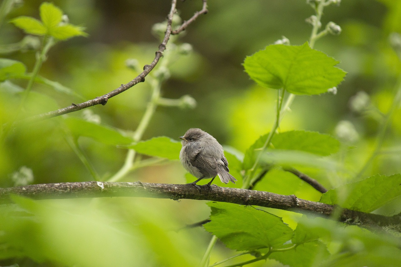 bird  baby bird  baby animal free photo