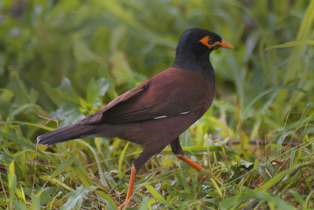 bird  nature  feather free photo