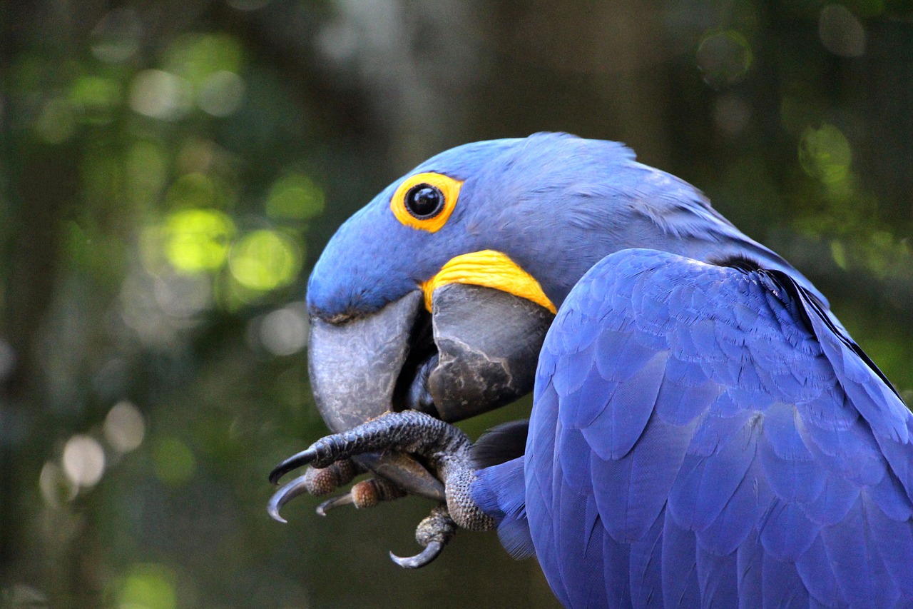 bird  parrot  blue free photo