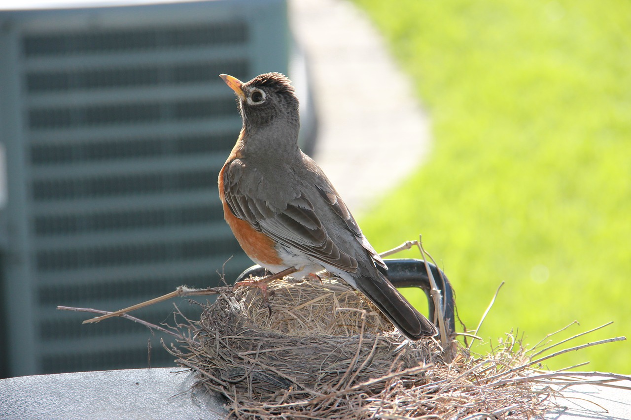 bird  wildlife  nature free photo