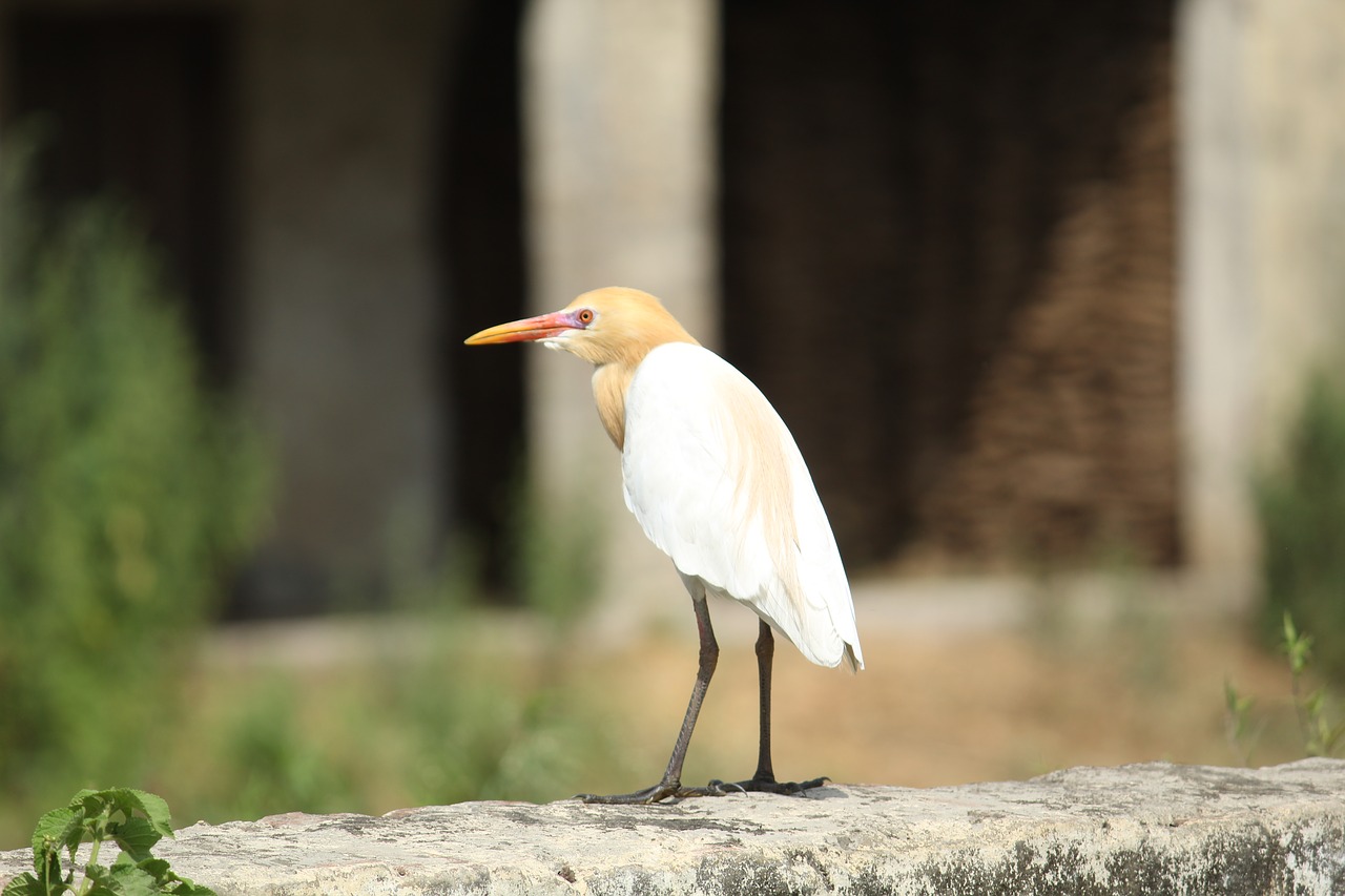 bird  wildlife  sitting free photo