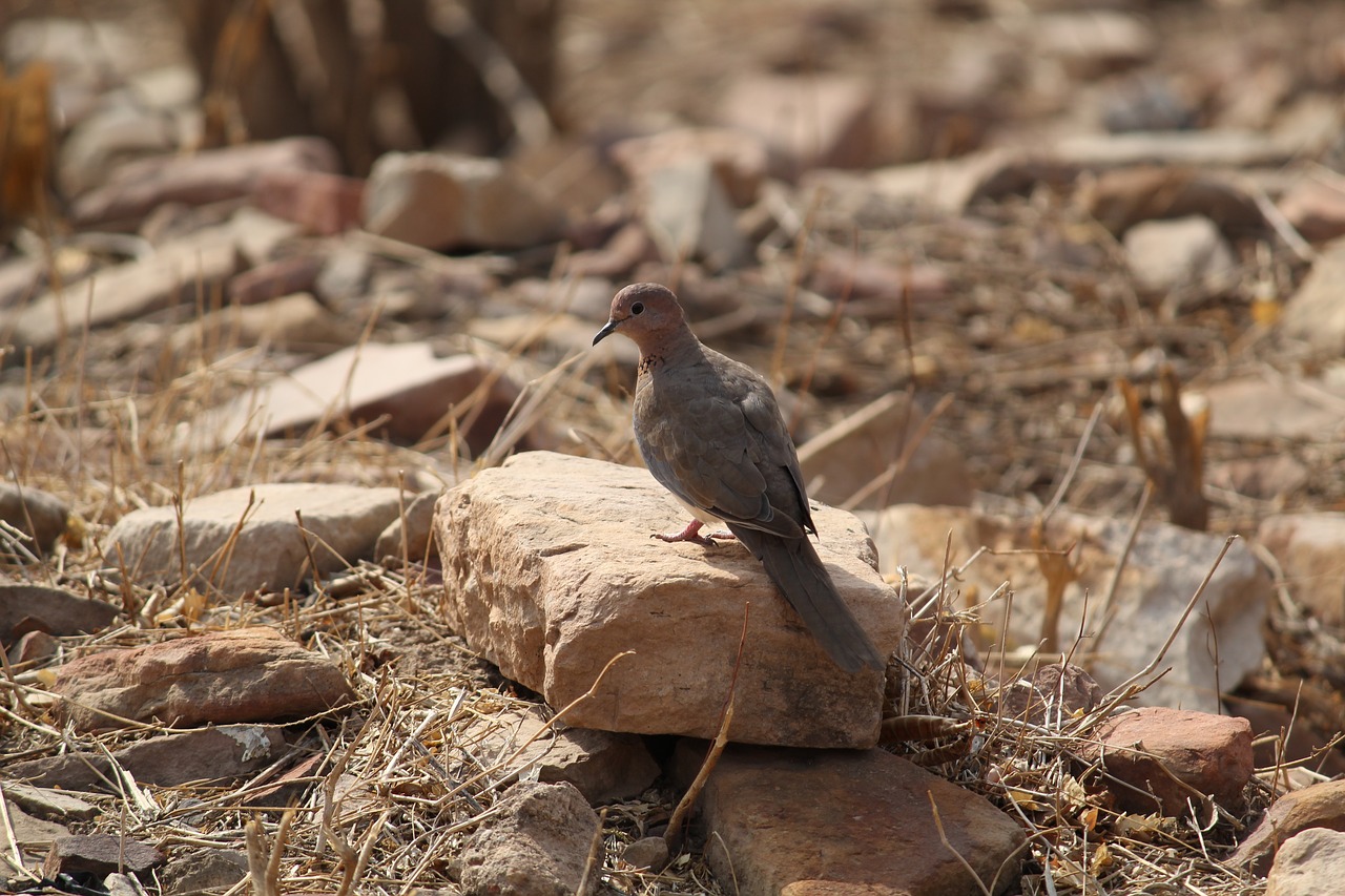 bird  wildlife  brown bird free photo