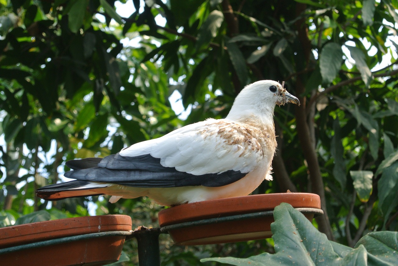 bird seagull coast free photo