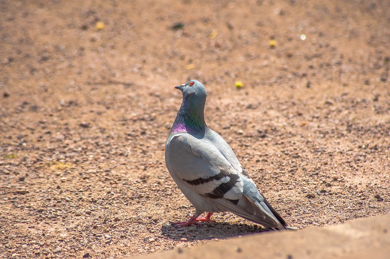 bird  dove  feather free photo