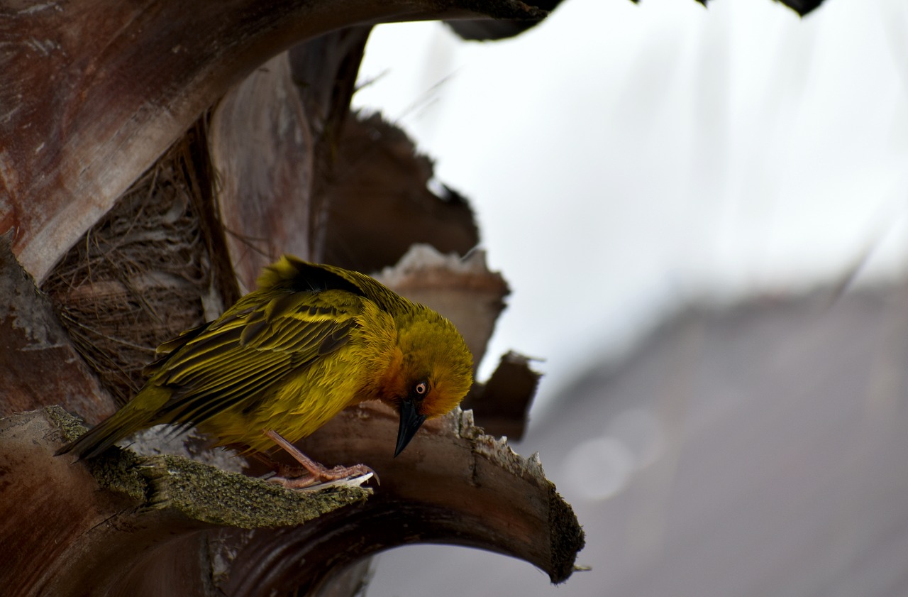 bird  weaver  colorful free photo