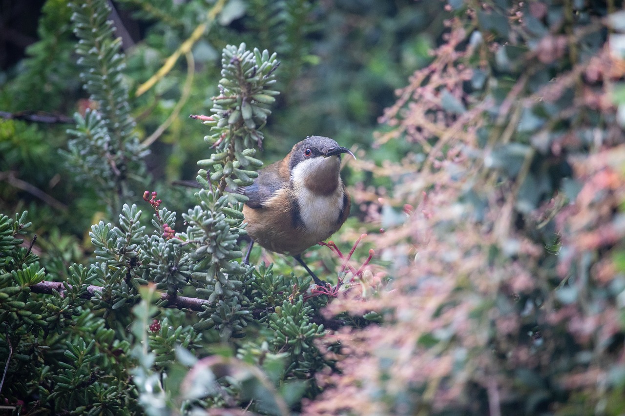 bird  wild  nature free photo