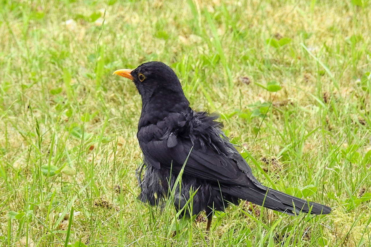 bird  blackbird  young bird free photo