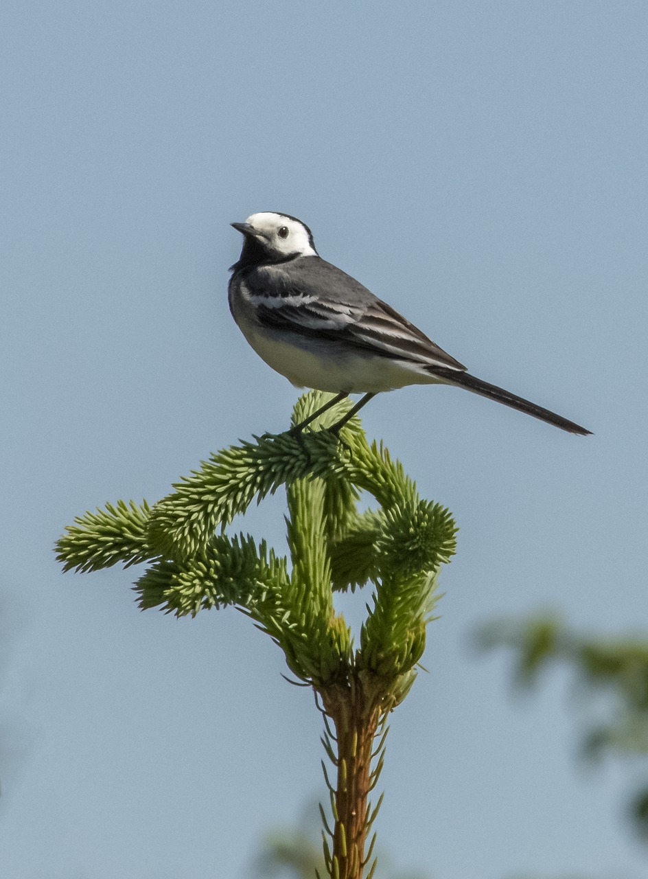 bird  branch  tree free photo