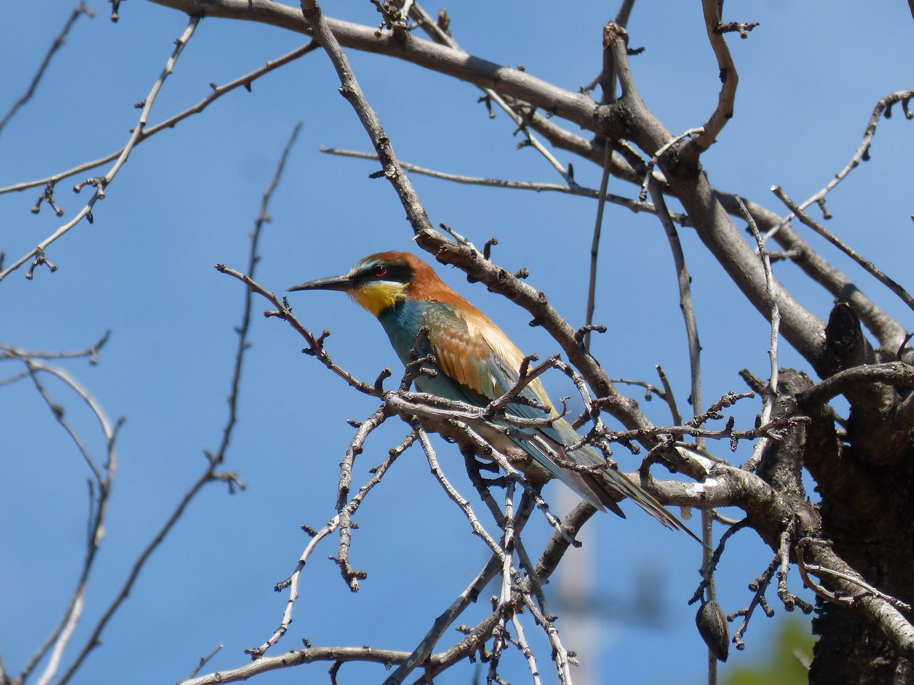 bird  bee-eater  almond tree free photo