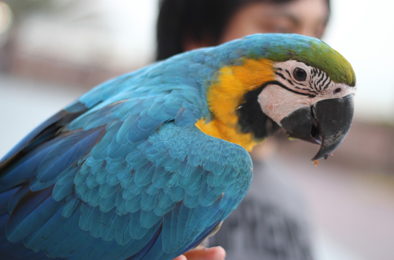 bird  parrot  colorful free photo