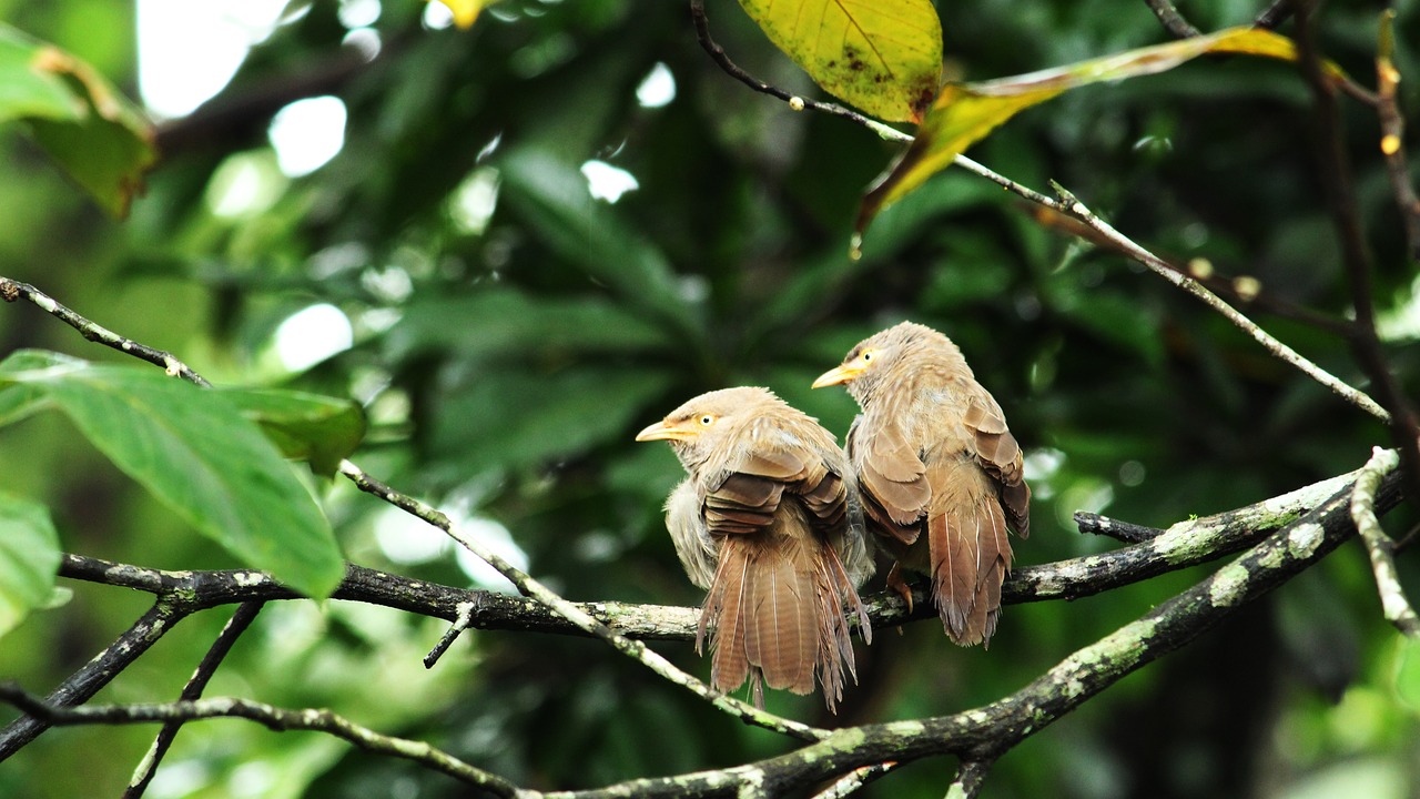 bird  avian  pair free photo