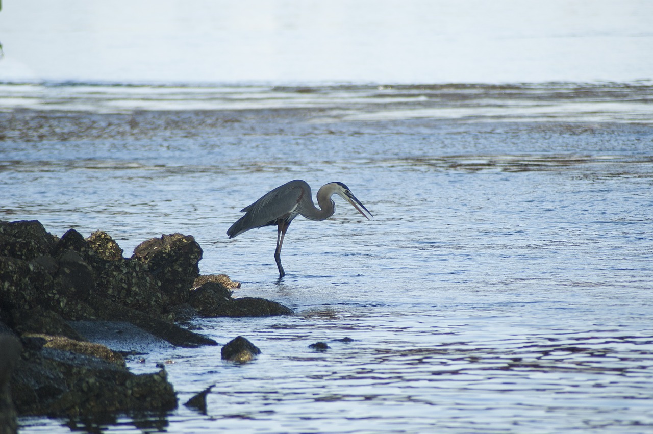 bird  great blue heron  heron free photo