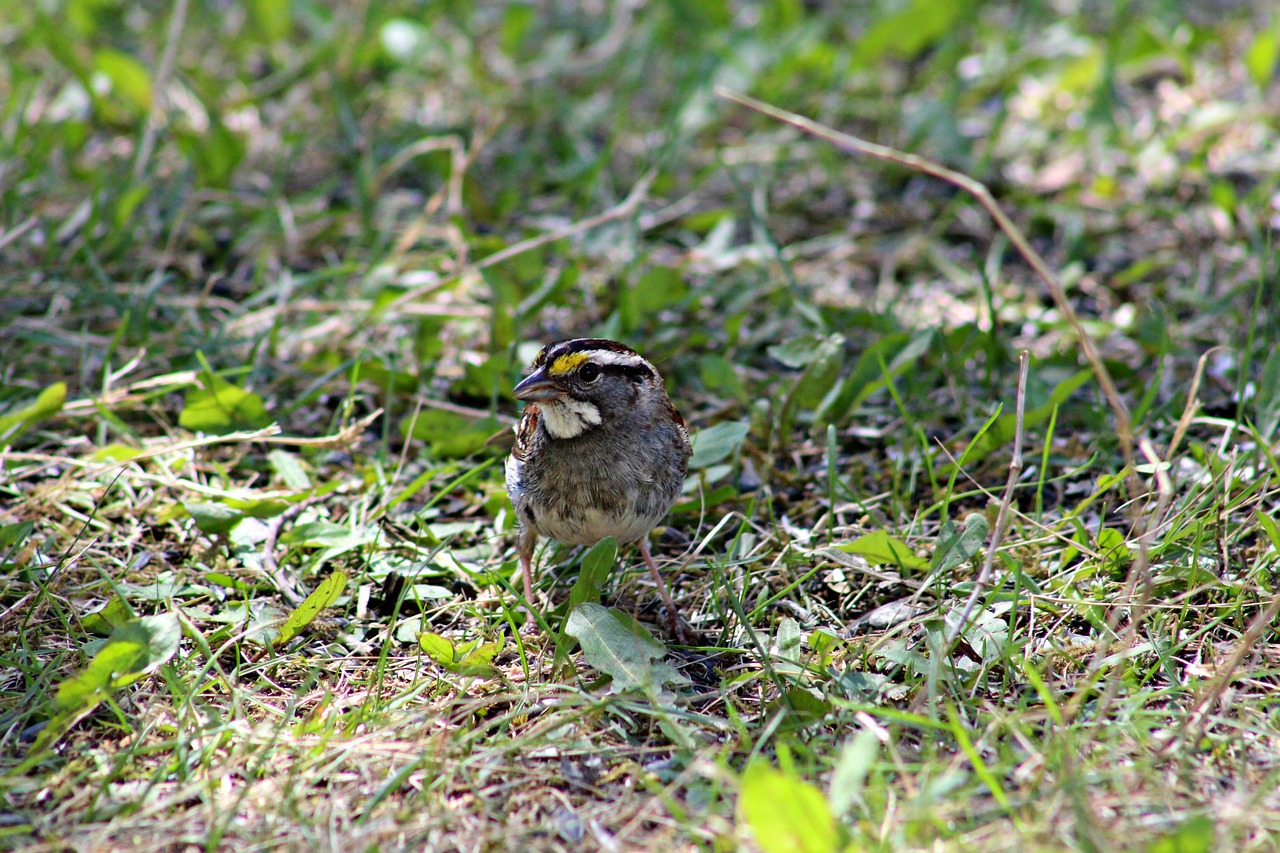bird  songbird  wildlife free photo