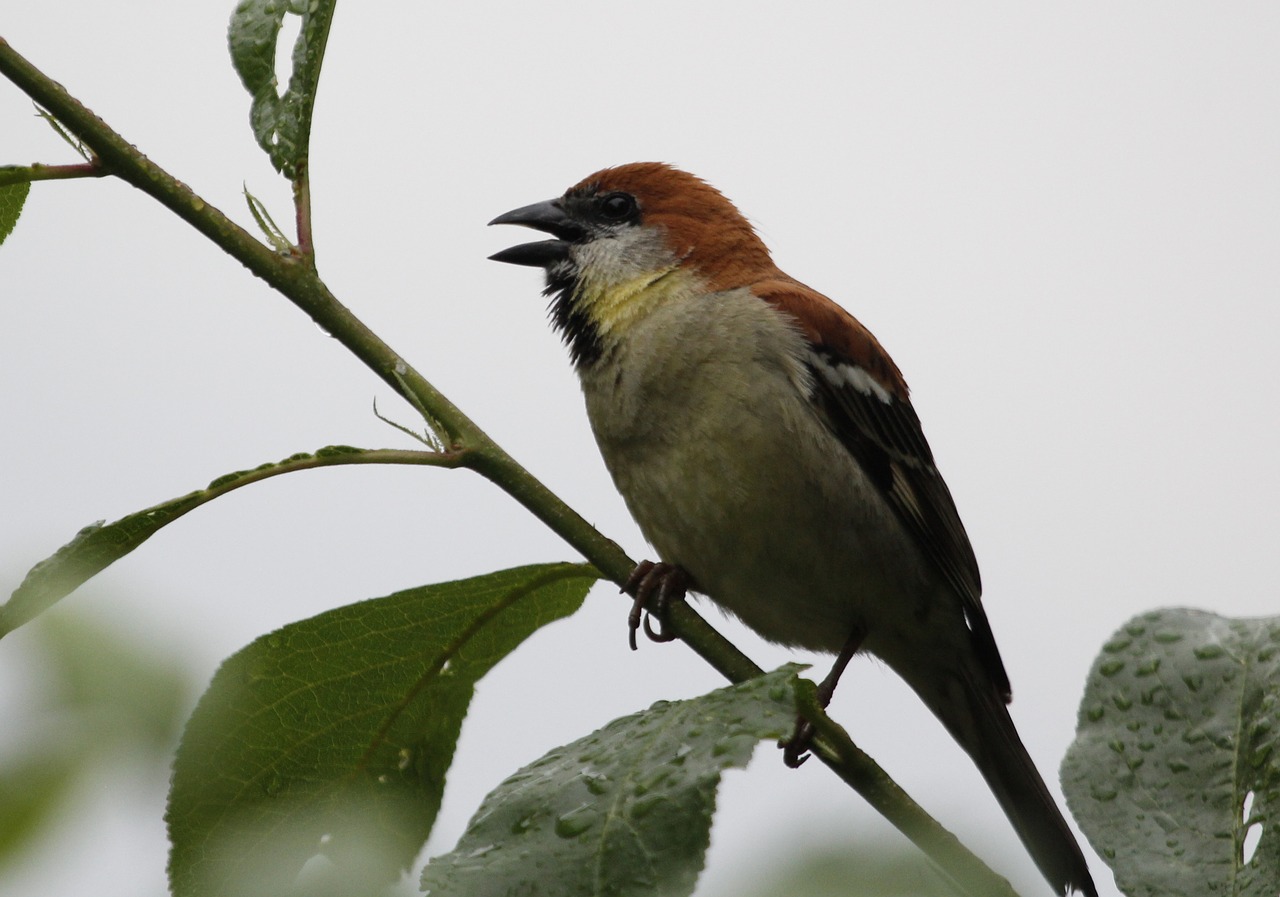 bird  feather  nature free photo