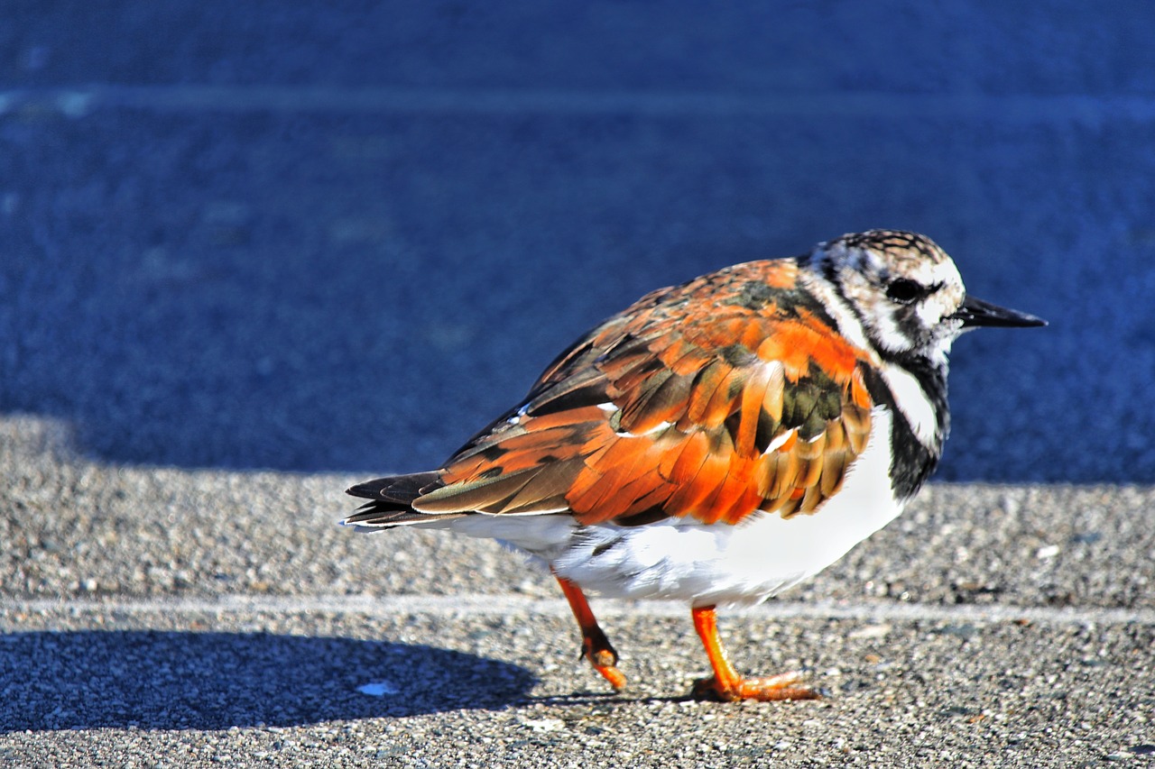 bird  asphalt  road free photo