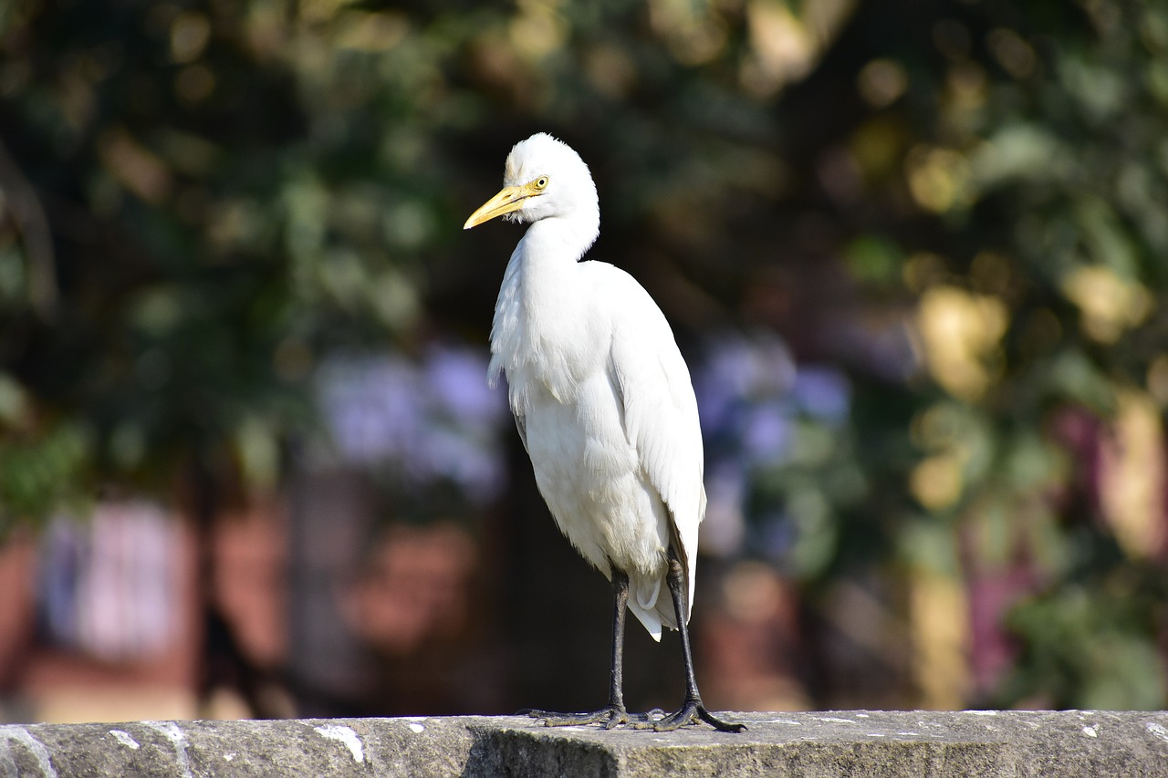 bird  close up  focus free photo