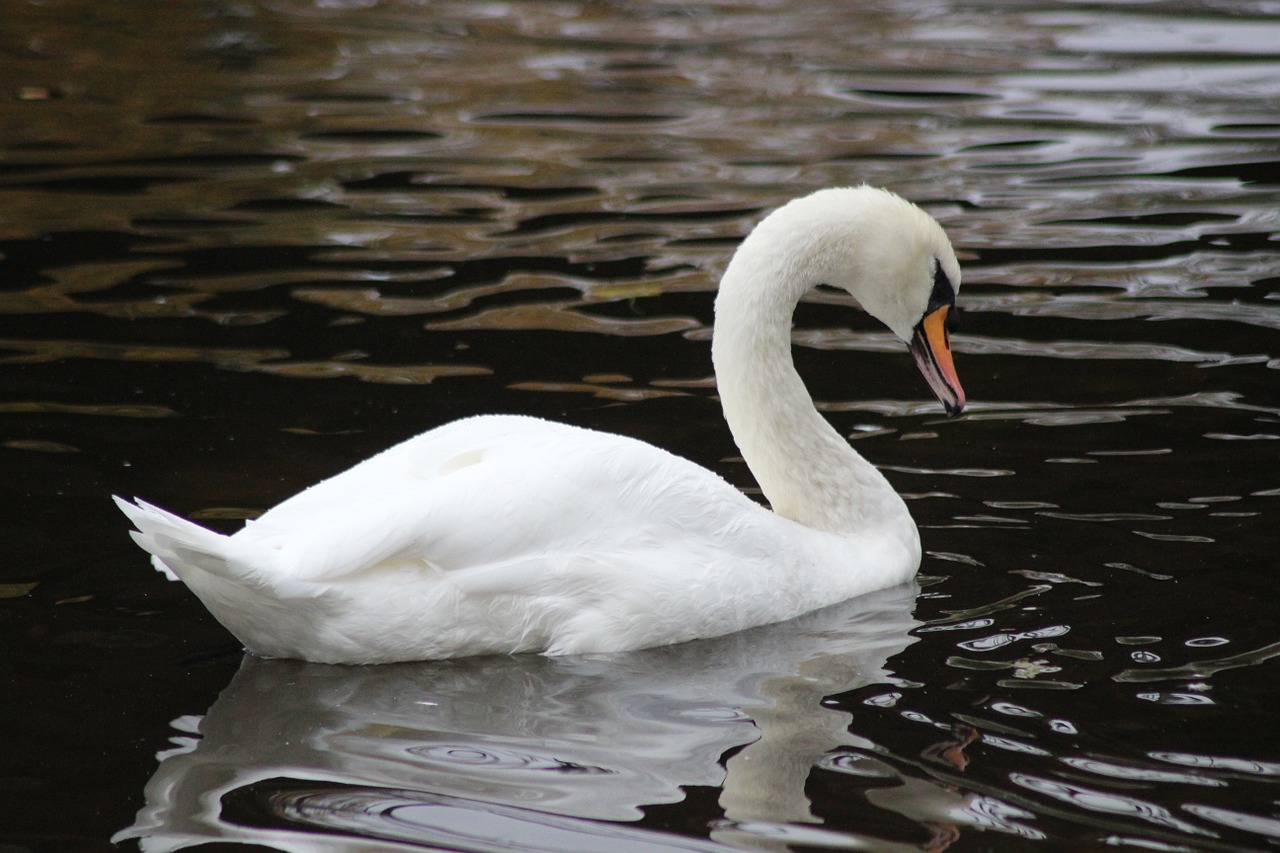 bird swan white free photo