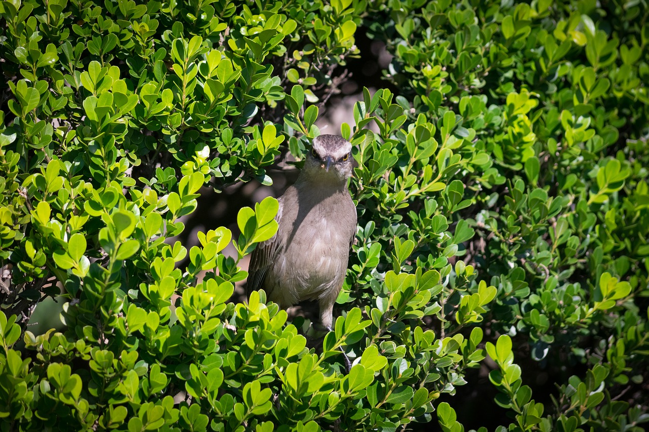 bird  green  cache free photo