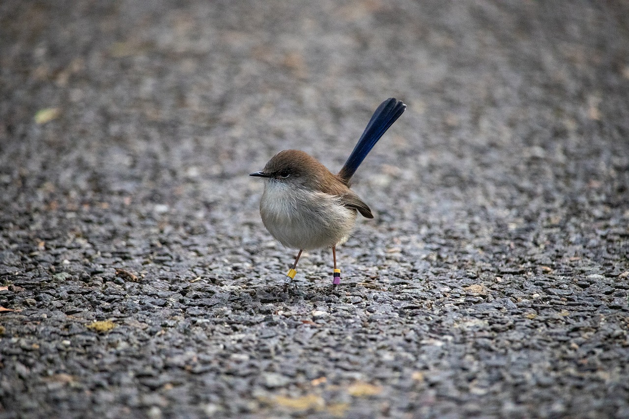 bird  wren  nature free photo