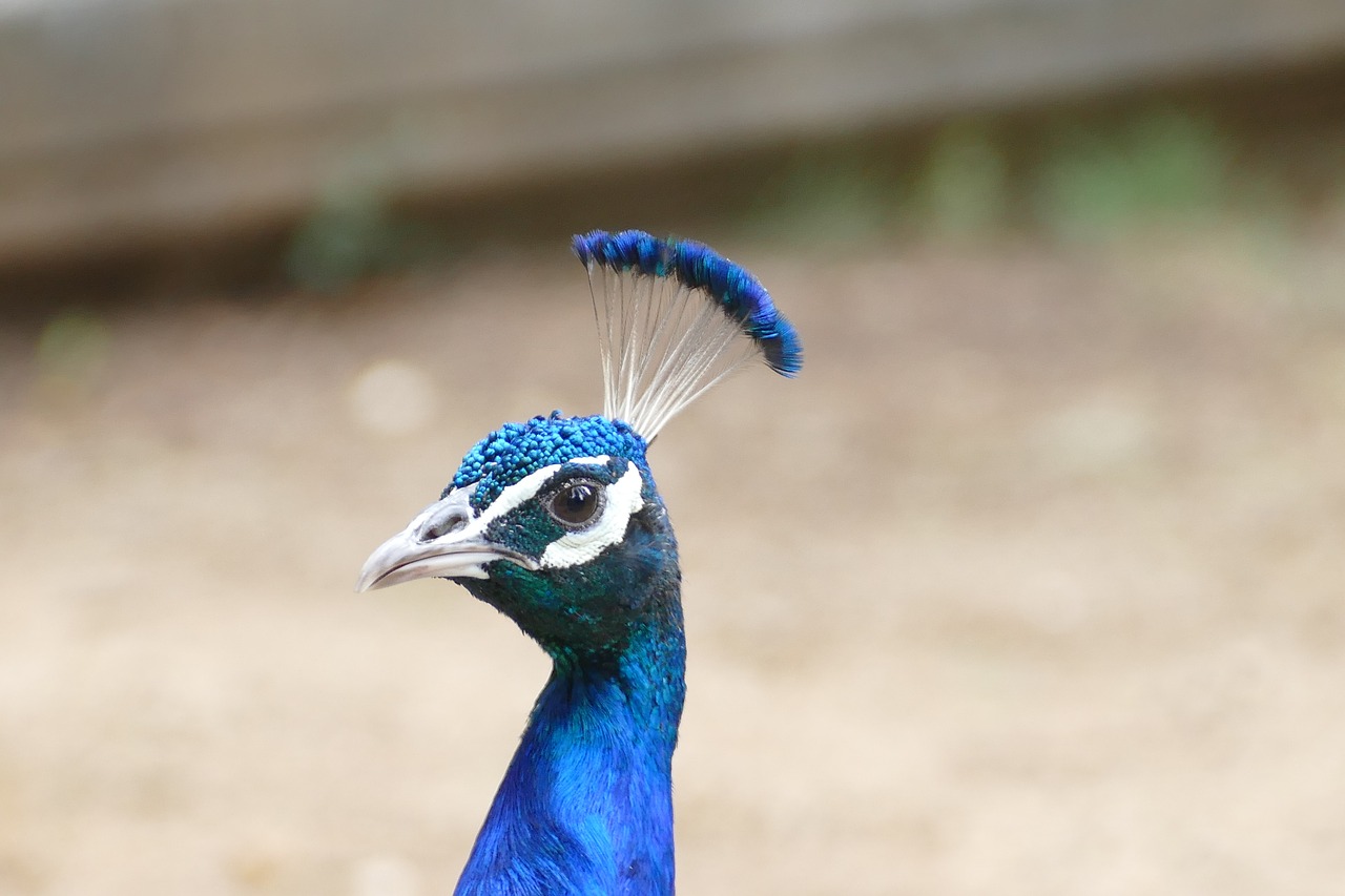 bird  feather  nature free photo