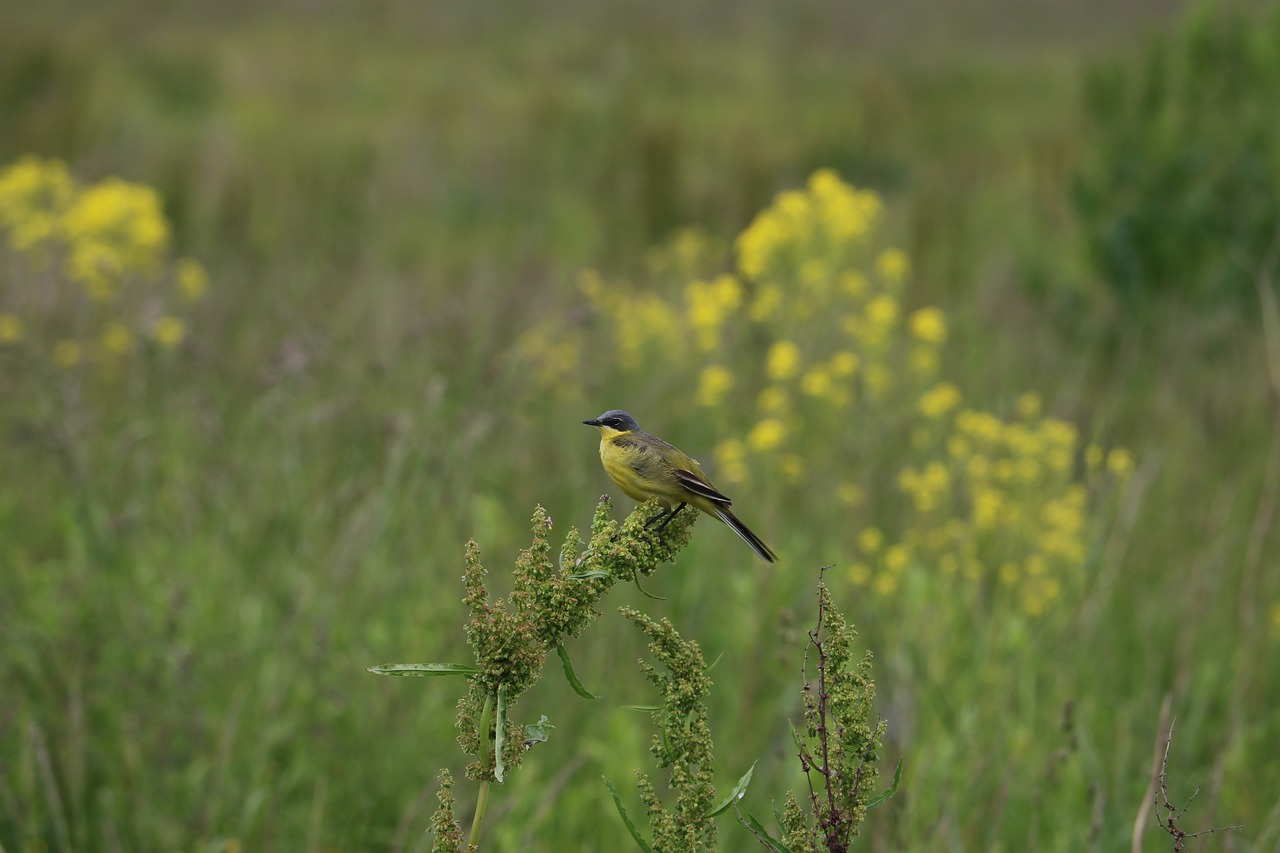 bird  wagtail  yellow free photo