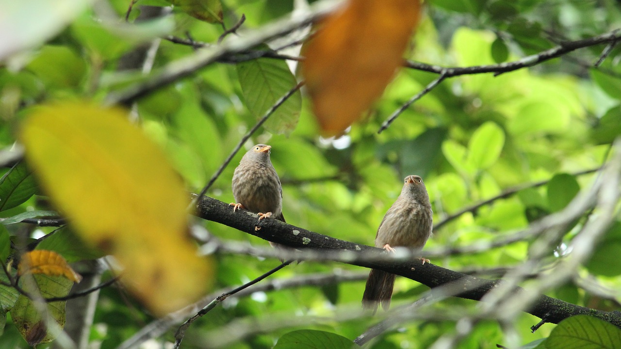 bird  pair  babbler free photo