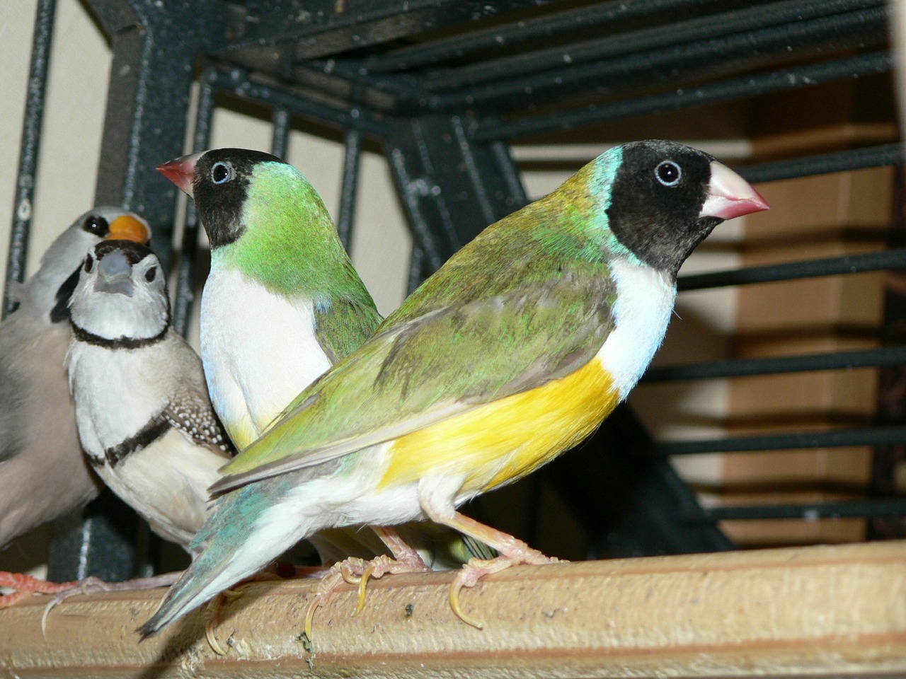 bird gouldian animal free photo