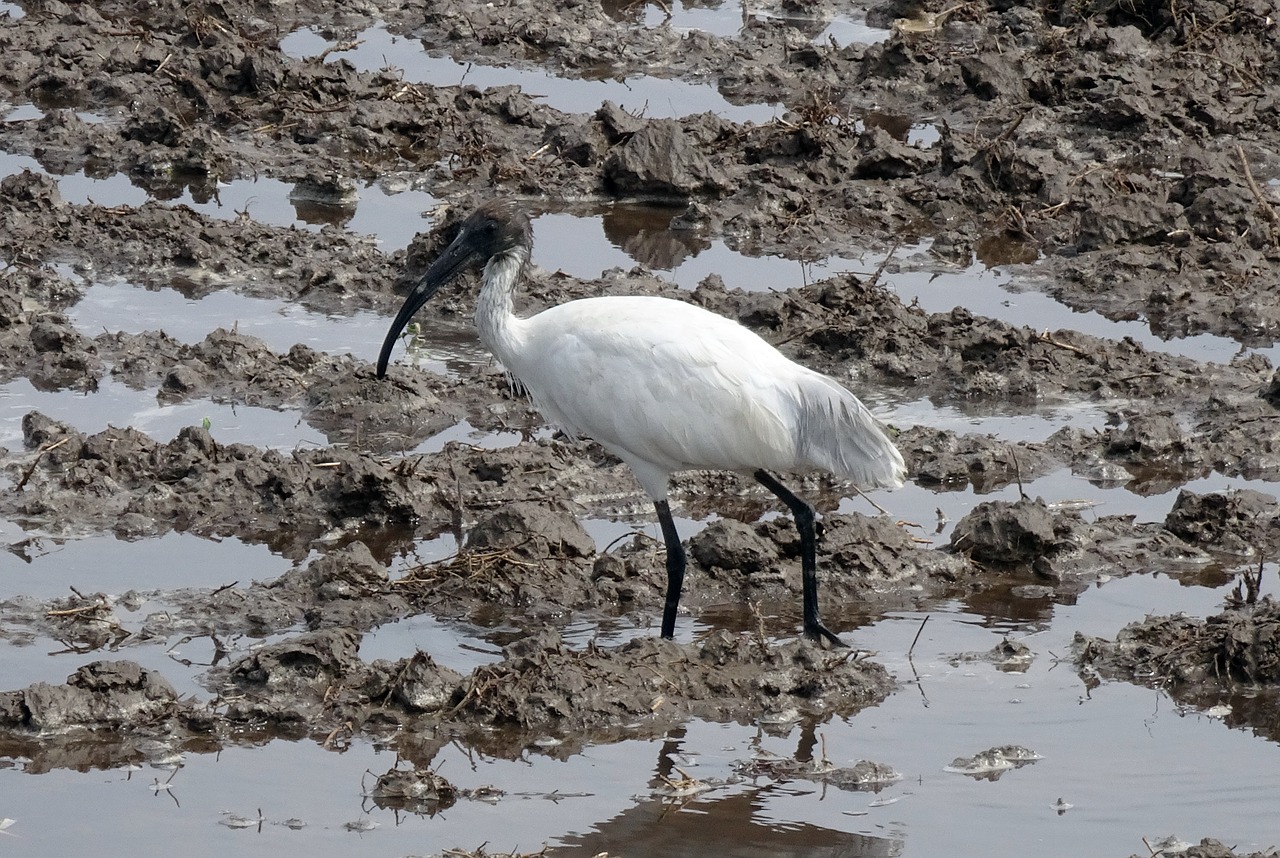 bird  ibis  black-headed ibis free photo