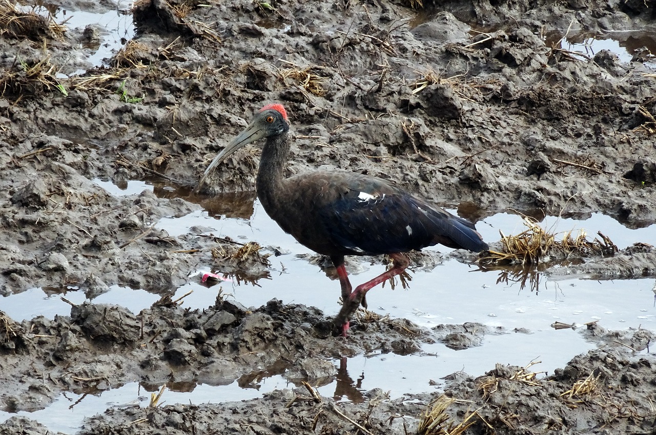 bird  red-naped ibis  pseudibis papillosa free photo