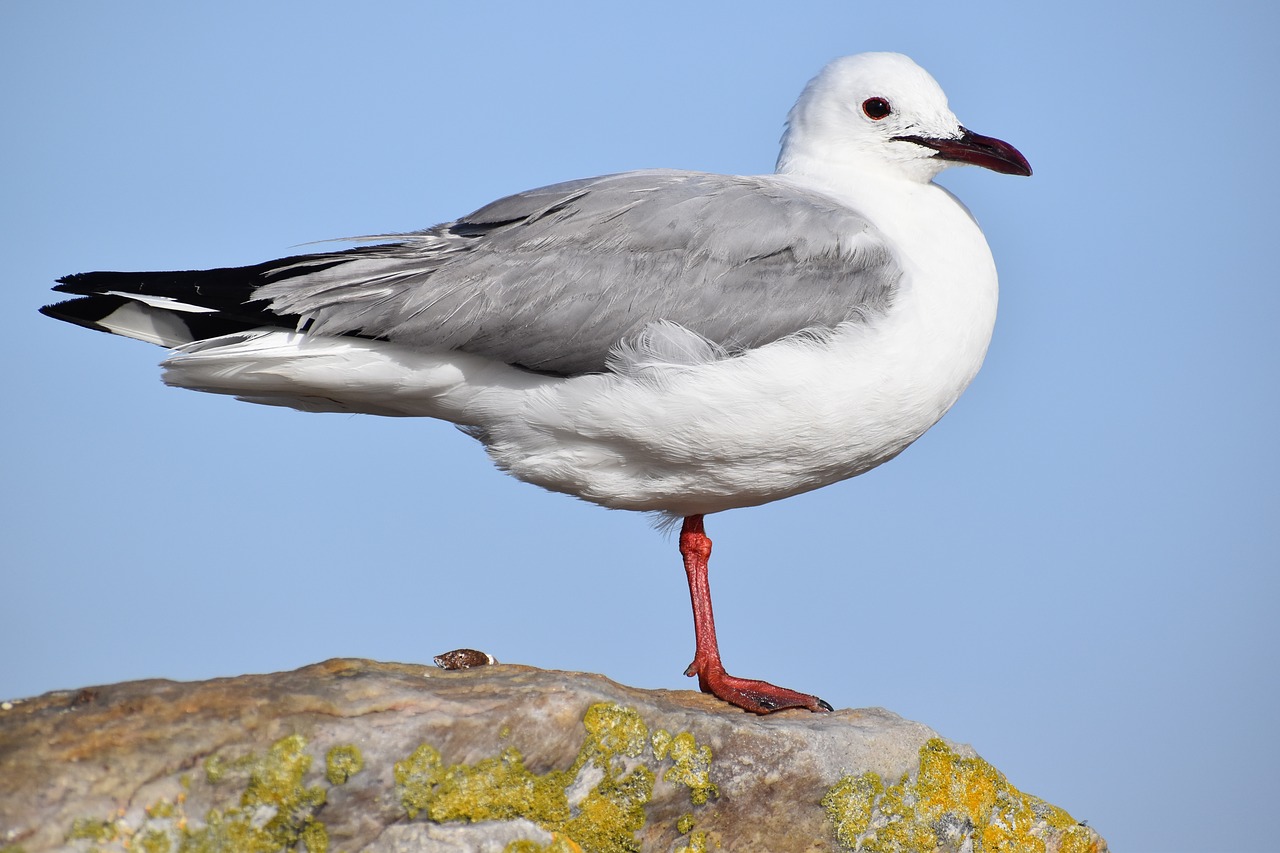 bird  seagulls  wildlife free photo