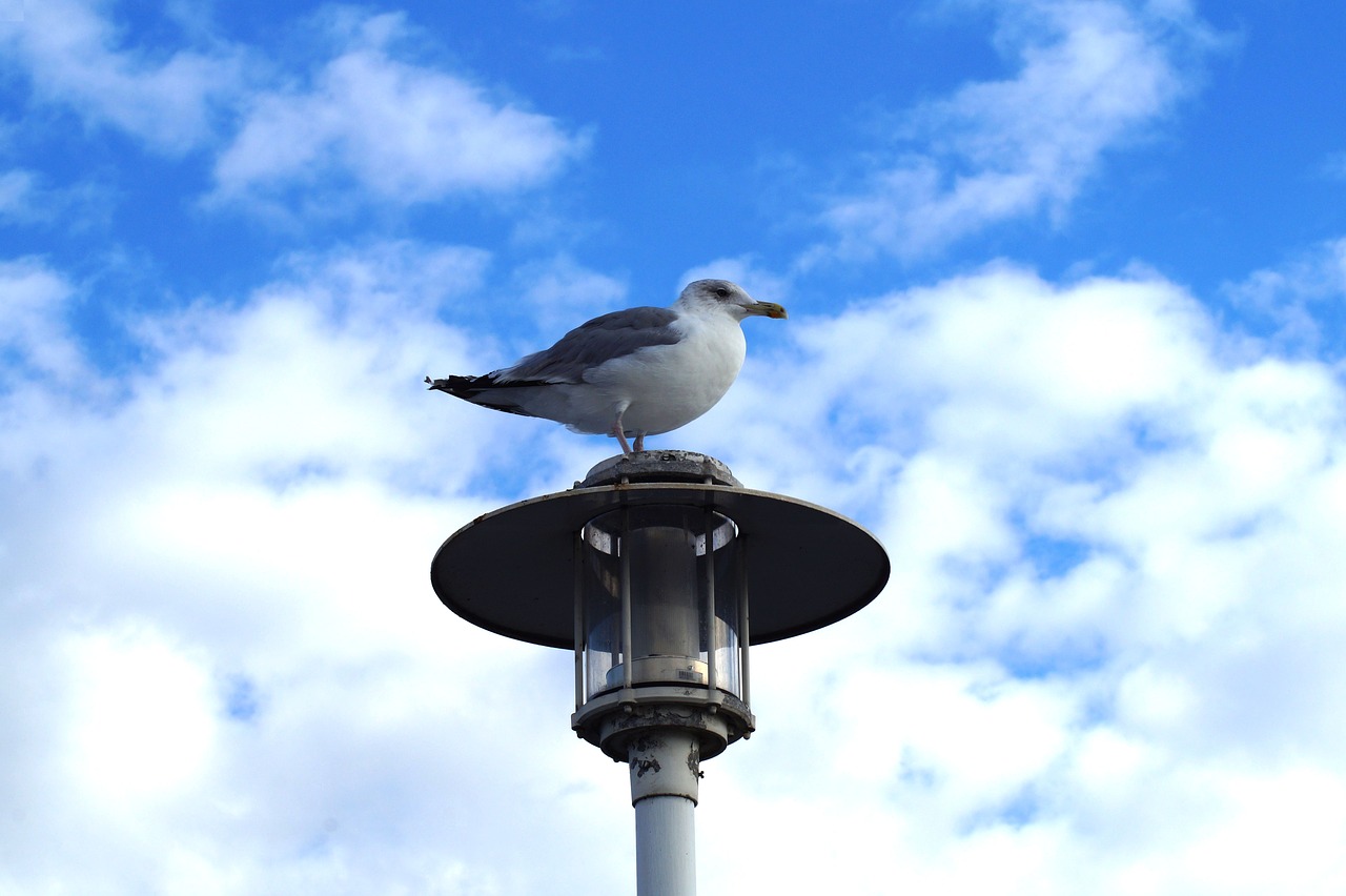 bird  seagull  sea free photo