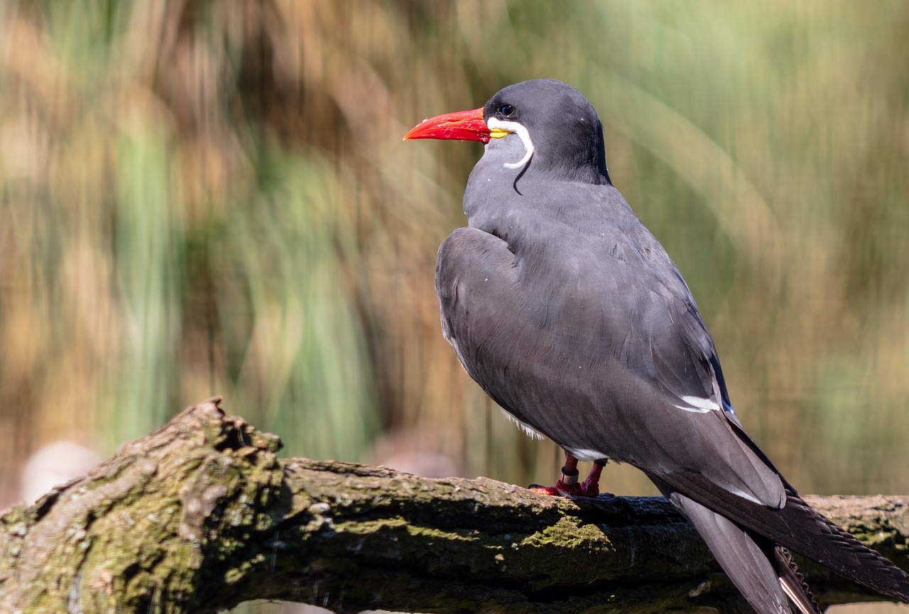 bird  plumage  nature free photo