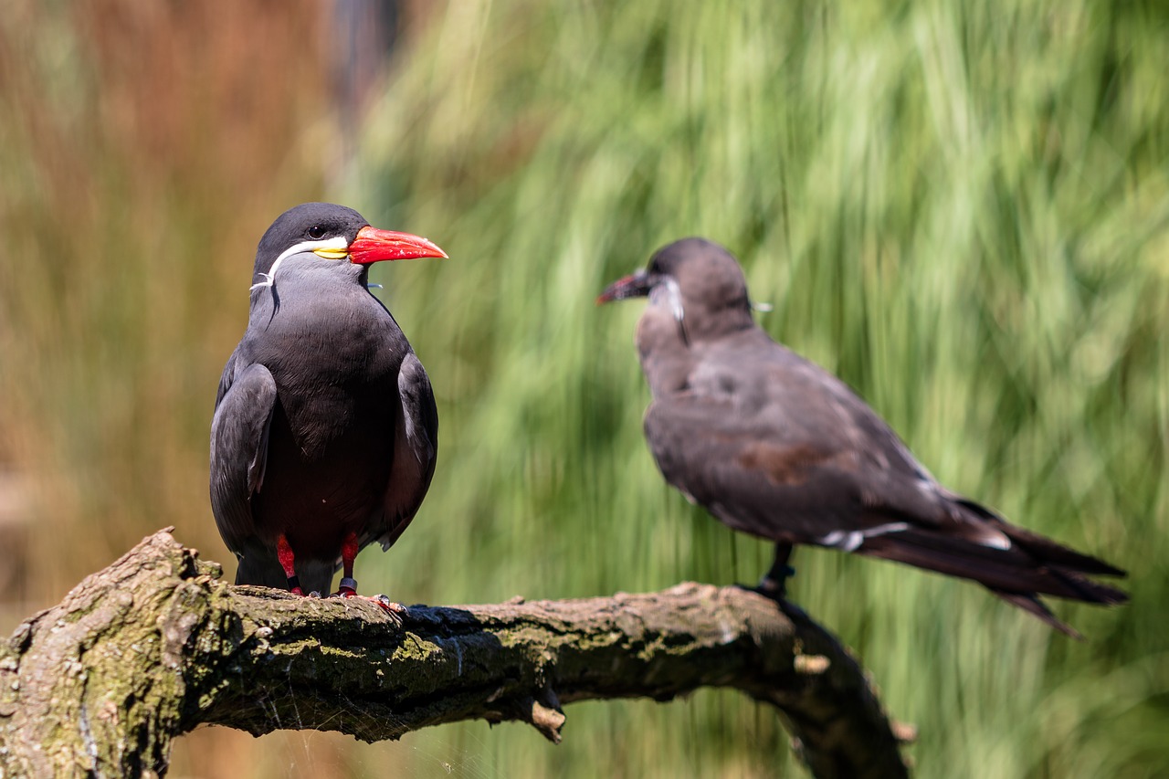 bird  plumage  nature free photo