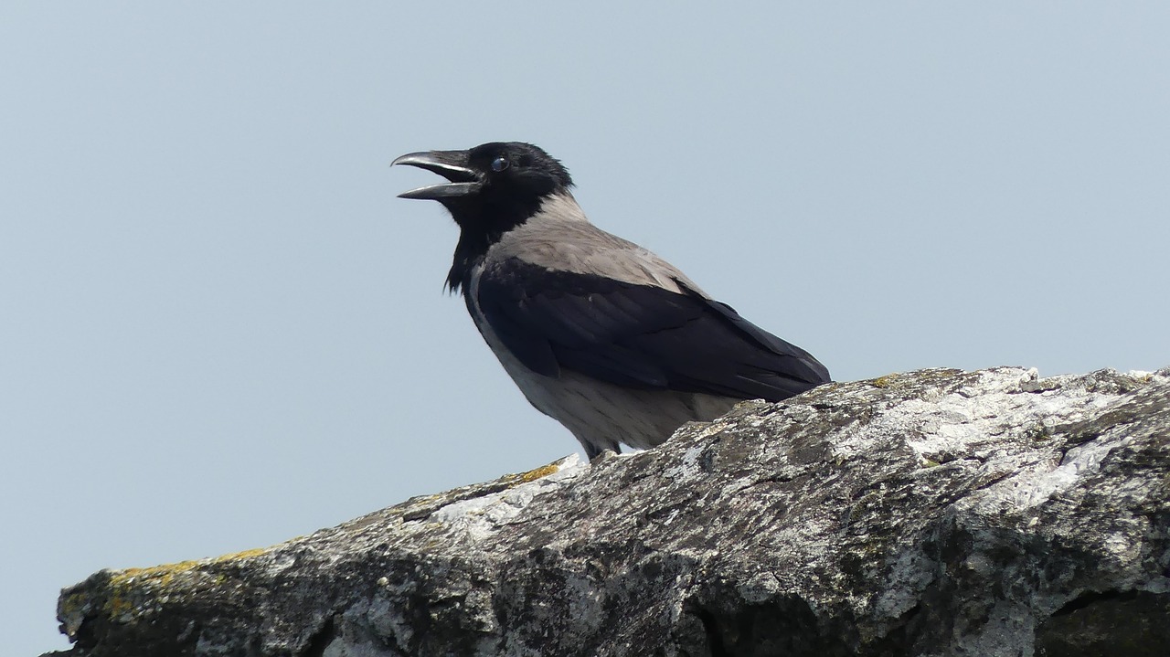 bird  sky  nature free photo