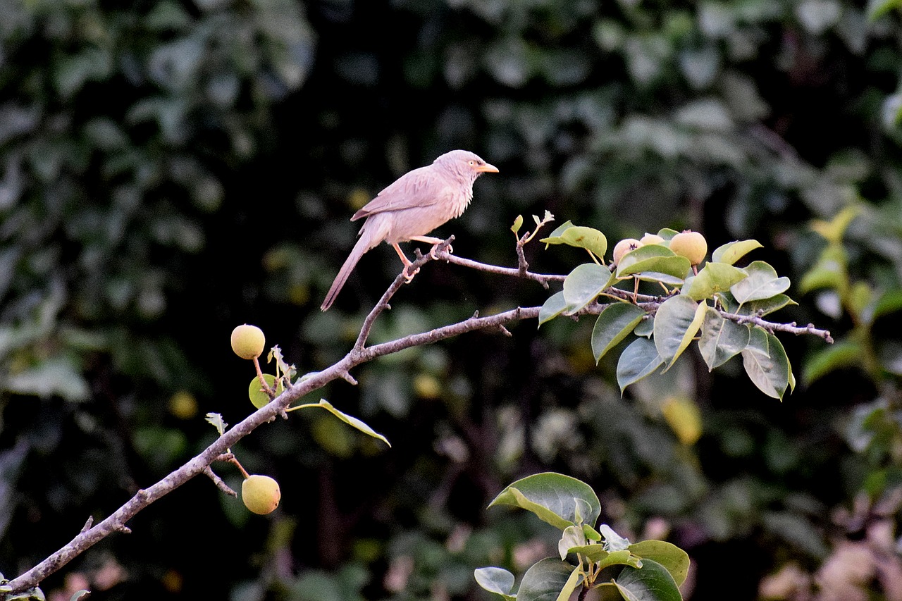 bird  nature  animal free photo