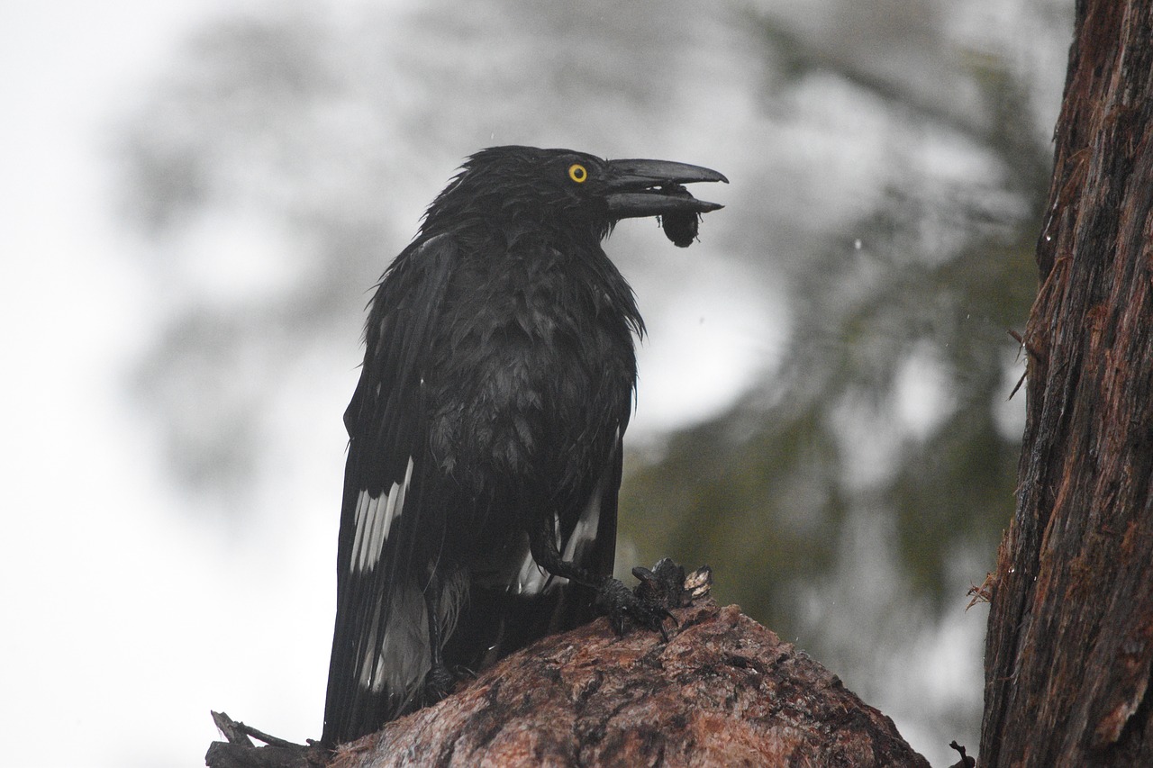 bird  bird in tree  magpie free photo