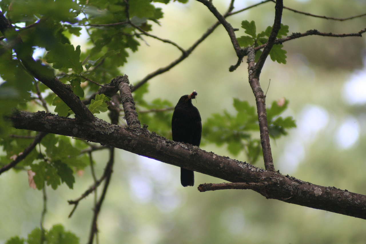 bird  nature  tree free photo