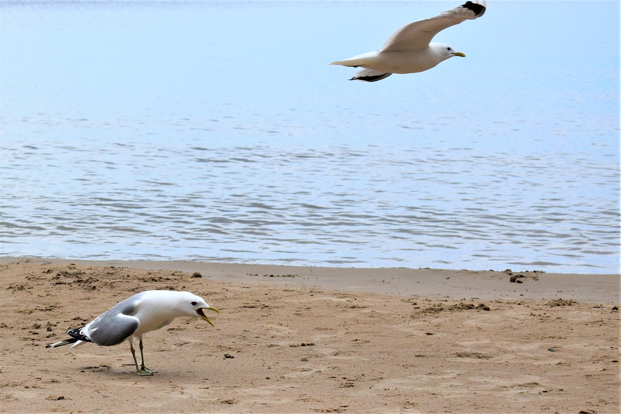 bird  seagull  beach free photo