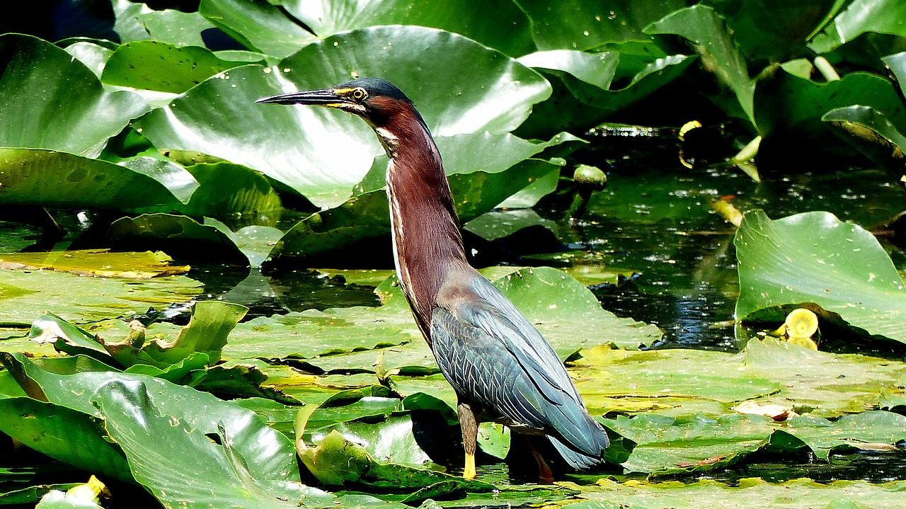 bird  animal  marsh free photo