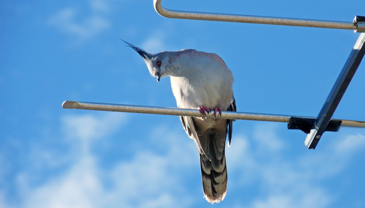 bird  pigeon  antenna free photo