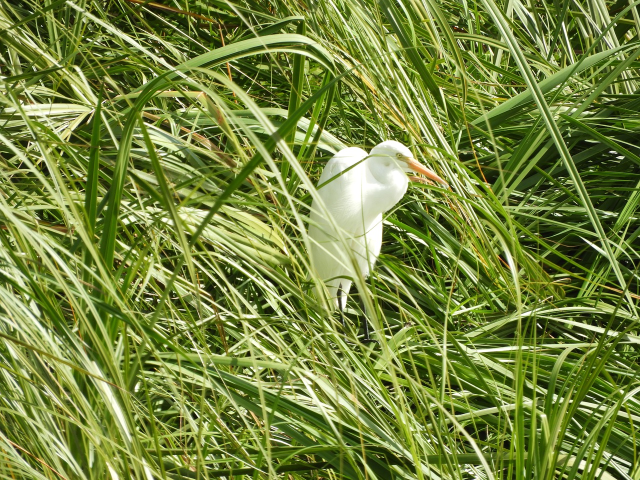 bird  egret  nature free photo