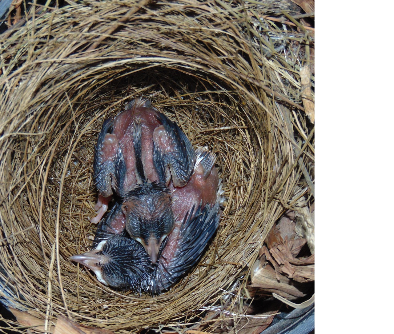 bird  bird babies  nest free photo