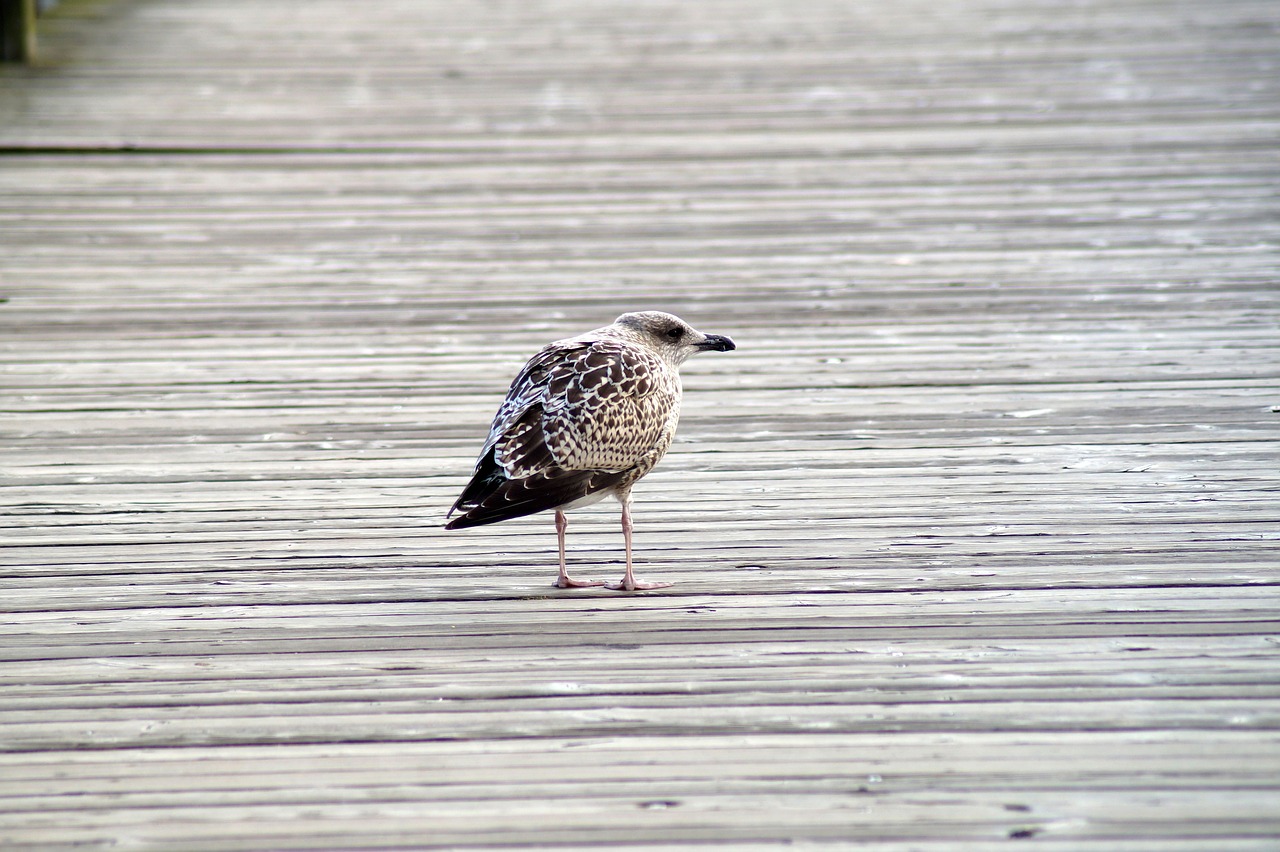 bird  seagull  water bird free photo