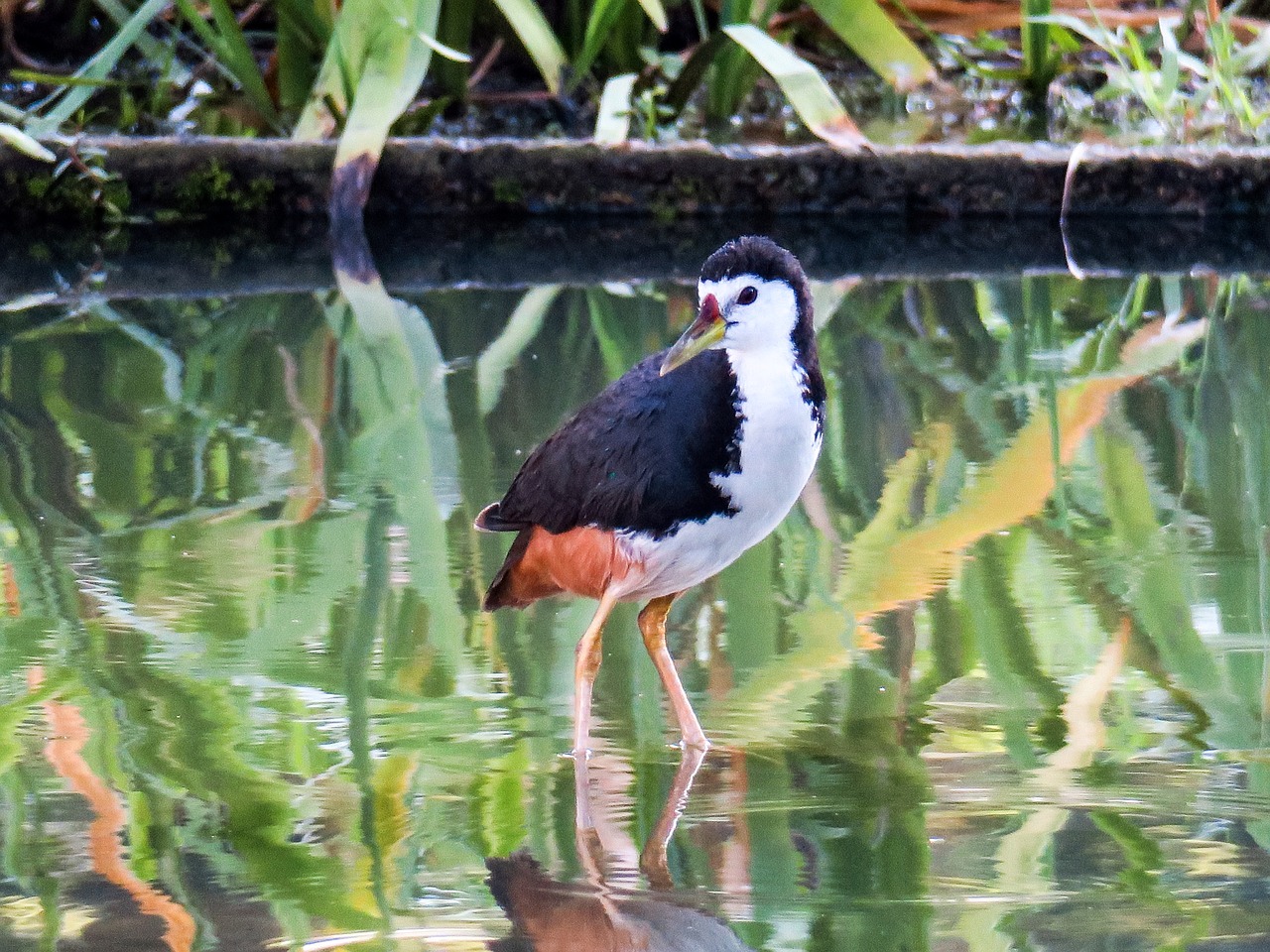 bird  nature  outdoor free photo