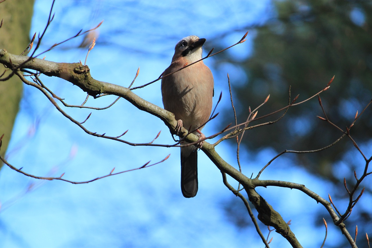 bird  forest  tree free photo