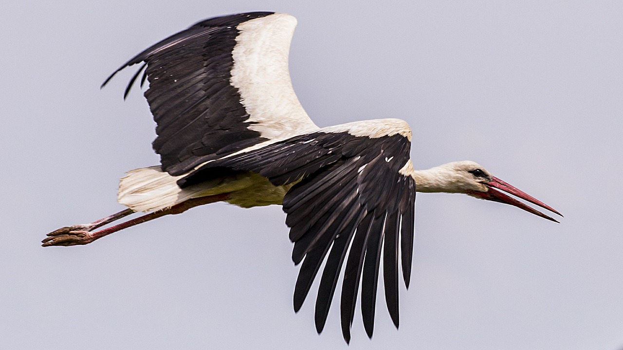 bird stork nature free photo