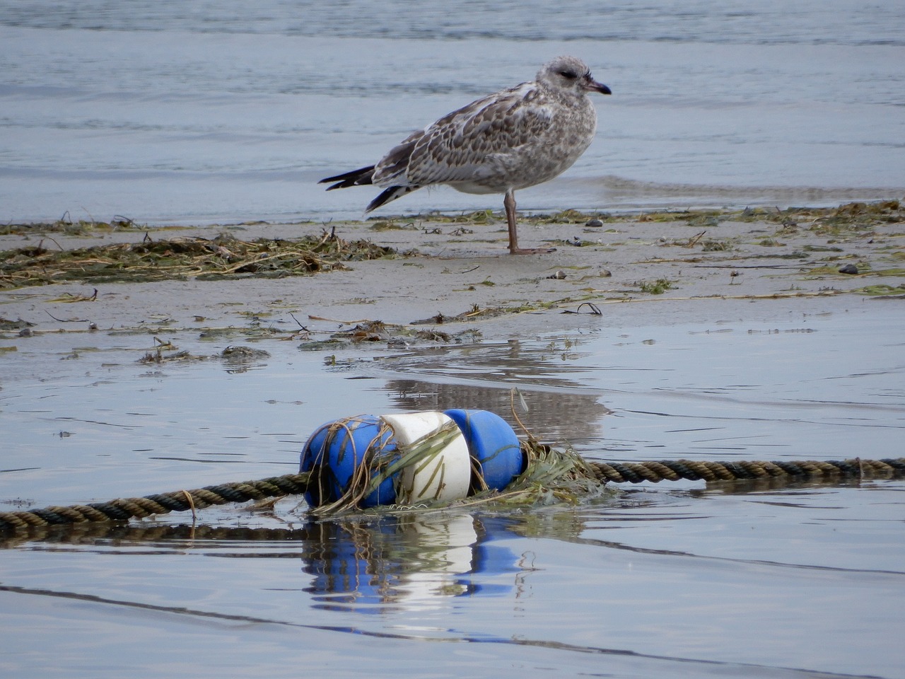 bird  water  nature free photo